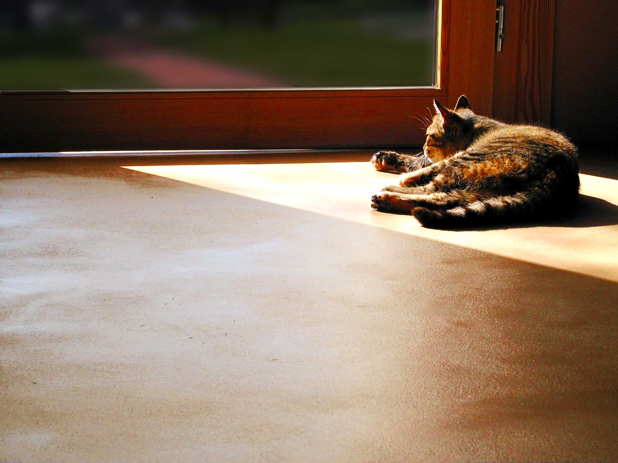 ClayPutty_Pavimento_Gatto_1